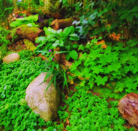 Garden dreams in summer timeの写真素材