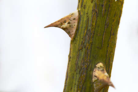 A photo of rose thornsの写真素材