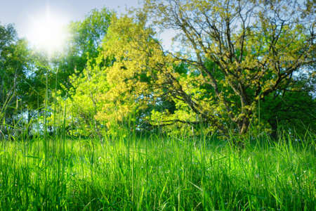 A photo of Sunshine in the green forestの写真素材