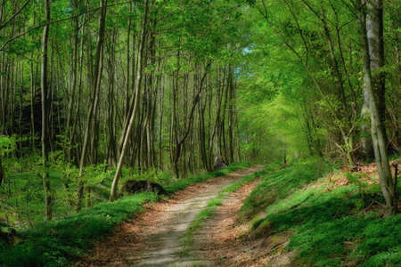 A photo of Sunshine in the green forestの写真素材