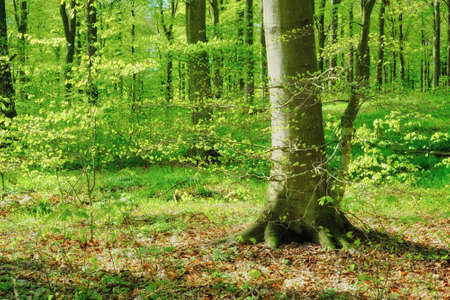 A photo of Sunshine in the green forestの写真素材