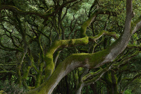 A photo of African wildernessの写真素材