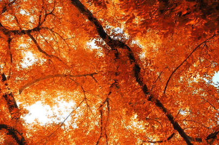 A photo of autumn leaves and trees