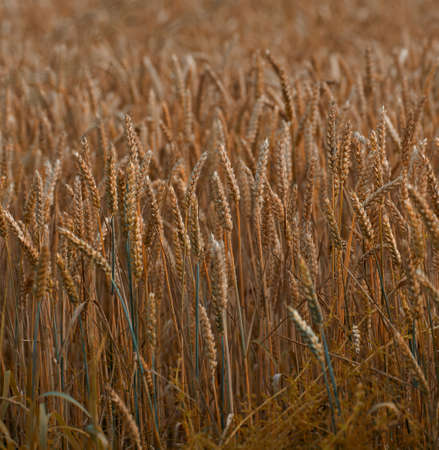 A photo of a wheat field in august