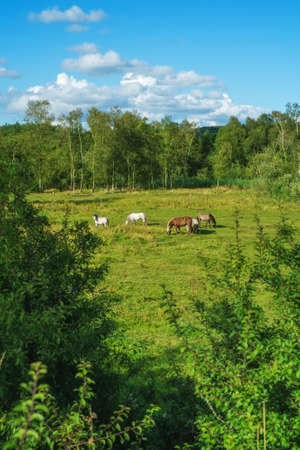 A landscape photo of natural wilderness in Denmark