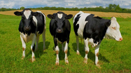 A photo of a black and white cow in natural setting