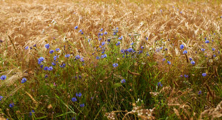 A photo of wheat field close-upの写真素材