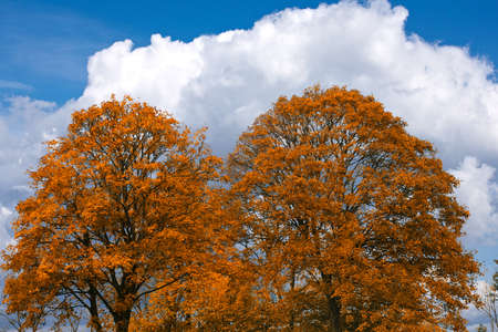 An autumn photo of the forest