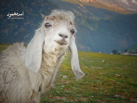 White goat on the background of the mountains. The goat looks at the camera.の写真素材