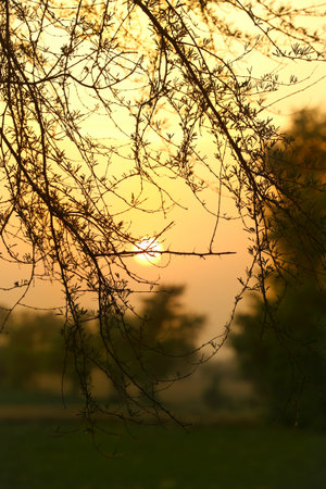 Silhouette of tree branches in the morning. Natural background.の写真素材