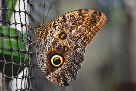 Butterfly on the tree in the garden. Beautiful butterfly in the nature.の写真素材