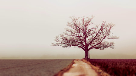A lonely tree in the middle of a field on a foggy dayの写真素材