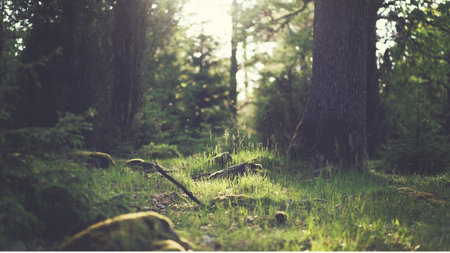 Sunlight in the forest. Beautiful nature background. Selective focus.の写真素材