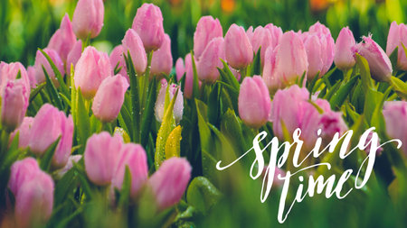 Spring time banner with tulip flowers. Springtime background. Spring background.の写真素材