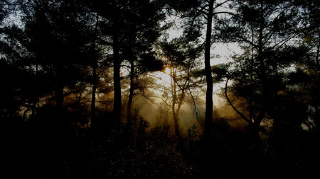 Silhouette of pine trees in a foggy forest at sunsetの写真素材