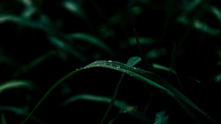 Green grass with dew drops close-up. Dark background.の写真素材