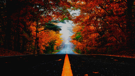 Road in the autumn forest. Road in the autumn forest. Autumn road.の写真素材