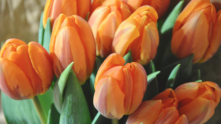 Bouquet of orange tulips on a light background. Close-up.の写真素材