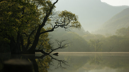 Beautiful landscape of a lake in the morning with trees and fogの写真素材