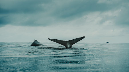 Humpback whale in the ocean. Filtered image processed vintage effect.の写真素材