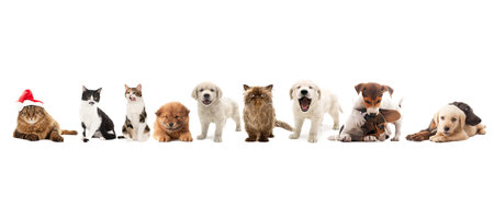 Group of dogs isolated on a white background. Studio shot of pets.の写真素材