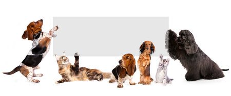Group of dogs and cats with blank banner isolated on a white backgroundの写真素材