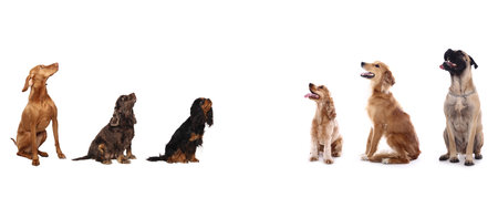 set of dogs in front of a white background. Studio shot.の写真素材
