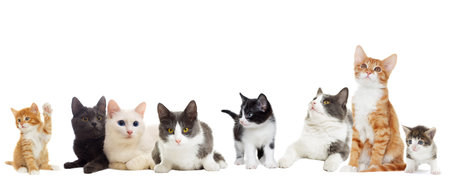 group of cats in front of a white backgroung.の写真素材