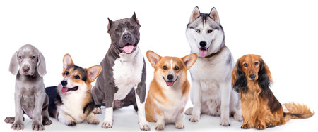 Group of dogs in front of a white background with space for textの写真素材