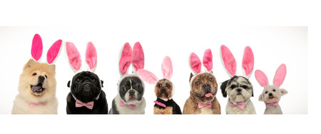 Group of cute dogs wearing bunny ears, isolated on white background.の写真素材