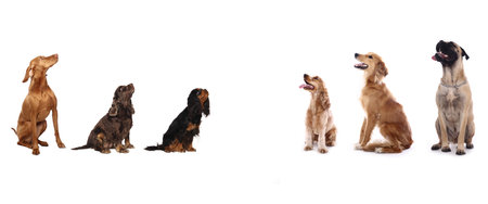 set of dogs on a white background. DachshundScotia Duck Tolling Retrieverの写真素材