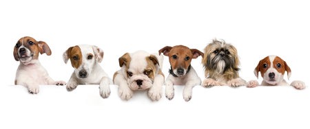 Group of dogs in front of a white background with space for textの写真素材