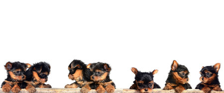Group of puppies of chihuahua isolated on a white backgroundの写真素材