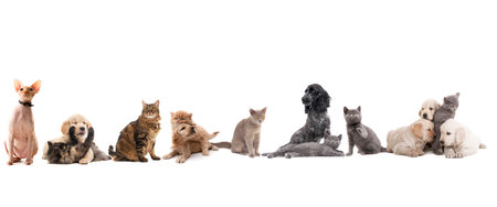 group of different breeds of cats and dogs in front of white backgroundの写真素材