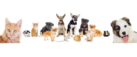 Group of pets and blank banner  isolated on white background. Studio shot.の写真素材