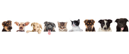 Group of dogs with blank banner isolated on white background. Studio shot.の写真素材