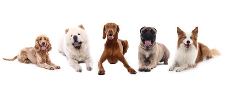 Group of different dogs isolated on a white background. Studio shot.の写真素材