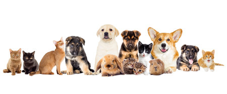 group of different breeds of dogs and cats in front of white backgroundの写真素材