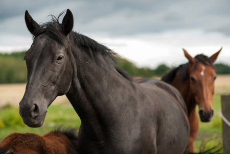 Horses in the field. Portrait of a beautiful black horseの写真素材