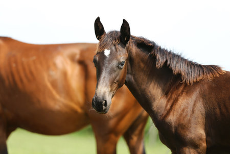 Portrait of beautiful young mare with foal on summer pastureの写真素材