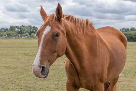 Portrait of a brown horse in a meadow in the countrysideの写真素材