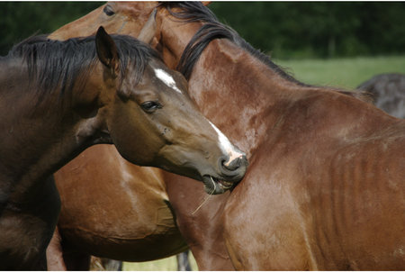 Mare and foal in the paddock, close-upの写真素材