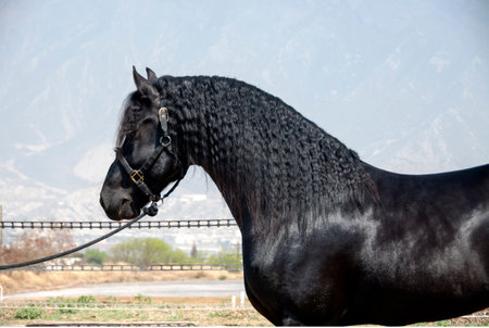 Beautiful black stallion portrait in the paddock on a sunny dayの写真素材