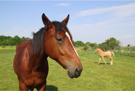 Horse on a green meadow with mares in the backgroundの写真素材