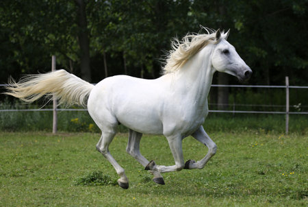 Beautiful white arabian stallion running on pasturageの写真素材