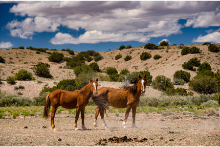 Wild Horses in the Utah Desert in Springtime, United States.の写真素材