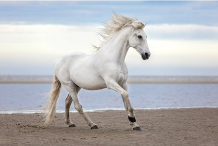 White horse galloping on the beach in springtime. Blue sky background.の写真素材