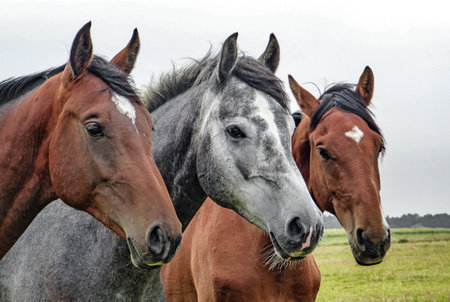 A herd of horses grazing on a meadow in the rain.の写真素材
