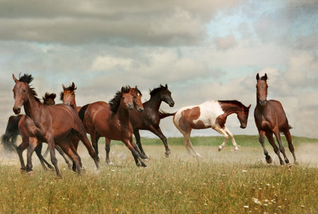 Herd of horses running gallop on the field in summer dayの写真素材