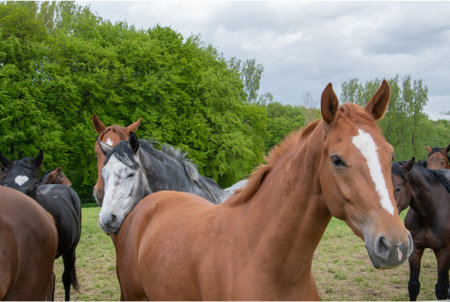 Horses in a meadow in springtime, close-upの写真素材
